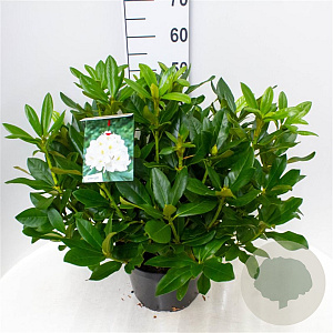 Rhododendron 'Cunningham's White' 50-60 cm 10L