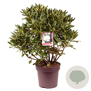 Rhododendron 'Cunningham's White' 60-80 cm 13L