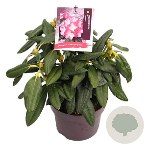Rhododendron (Y) 'Fantastica' 25-30 cm 5,0L