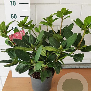 Rhododendron 'Germania' 30-40 cm 5,0L