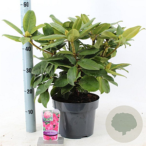 Rhododendron 'Germania' 30-40 cm 5,0L