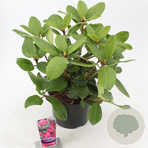 Rhododendron 'Germania' 30-40 cm 5,0L