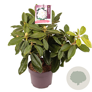 Rhododendron 'Gomer Waterer' 30-40 cm 5,0L