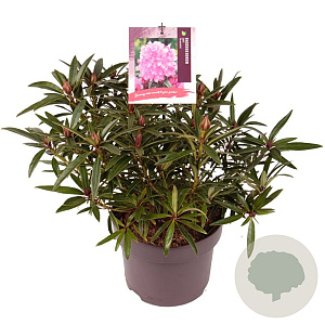 Rhododendron (AP) 'Graziella' 25-30 cm 5,0L