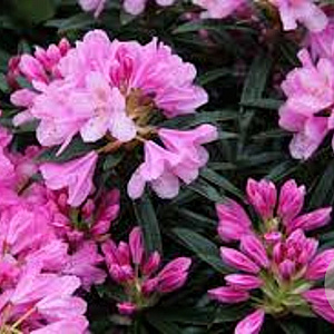 Rhododendron (AP) 'Graziella' 25-30 cm 5,0L