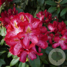 Rhododendron (AK) 'Junifeuer' 30-40 cm 5,0L
