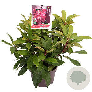 Rhododendron (AK) 'Junifeuer' 30-40 cm 5,0L