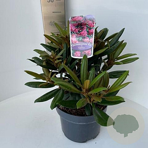 Rhododendron (Y) 'Kalinka' 25-30 cm 5,0L