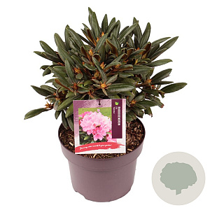 Rhododendron (Y) 'Kalinka' 25-30 cm 5,0L