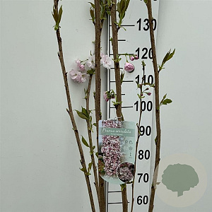 Prunus ser. 'Amanogawa' 175-200 cm 12L