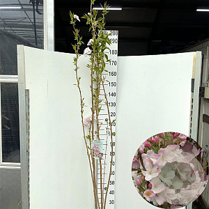 Prunus ser. 'Amanogawa' 175-200 cm 12L