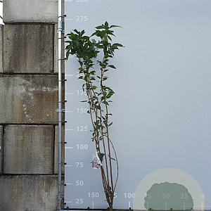 Prunus ser. 'Amanogawa' 175-200 cm 12L
