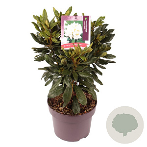 Rhododendron 'Madame Masson' 30-40 cm 5,0L