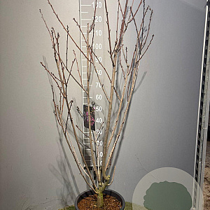 Prunus ser. 'Kanzan' 125-150 cm 20L