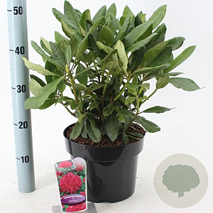 Rhododendron 'Nova Zembla' 30-40 cm 5,0L