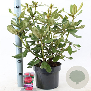 Rhododendron 'Nova Zembla' 30-40 cm 5,0L