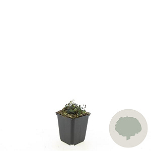 Acaena microphylla 'Kupferteppich' GM P9