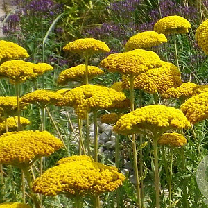 Achillea fil. 'Parker's Variety' GM P9