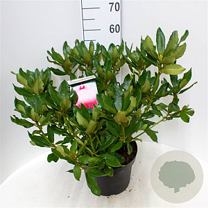 Rhododendron 'Nova Zembla' 50-60 cm 10L