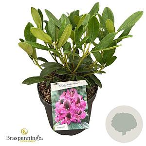 Rhododendron 'Orakel' 30-40 cm 5,0L