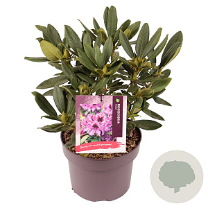 Rhododendron 'Orakel' 30-40 cm 5,0L