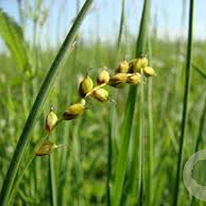Carex panicea GM P9