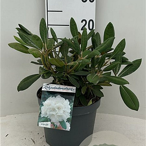 Rhododendron (Y) 'Porzellan' 25-30 cm 5,0L