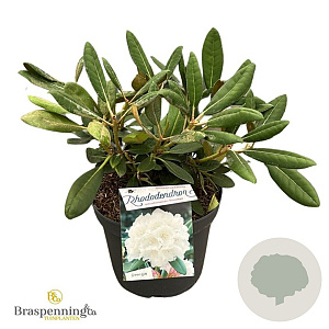 Rhododendron (Y) 'Porzellan' 25-30 cm 5,0L
