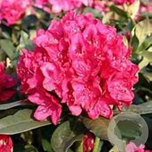 Rhododendron 'Rocket' 50-60 cm 10L