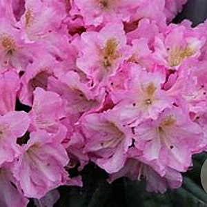 Rhododendron 'Scintillation' 30-40 cm 5,0L
