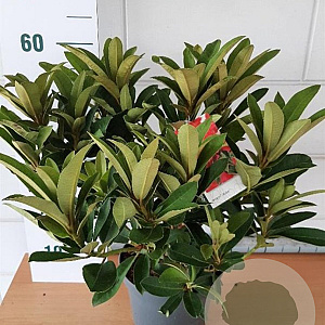 Rhododendron 'Wilgen's Ruby' 30-40 cm 5,0L