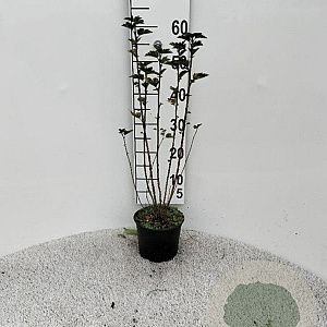 Ribes alpinum 40-60 cm 2,0L