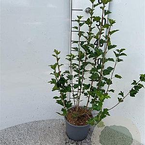 Ribes alpinum 40-60 cm 2,0L