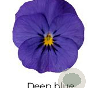 Viola kleinbloemig Donker blauw GM P9