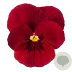 Viola kleinbloemig rood GM P9