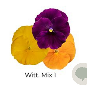 Viola Trio grootbloemig Witt mix 1 GM P13