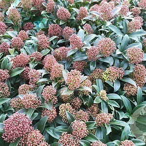 Skimmia japonica 'Marlot' GM 1.5