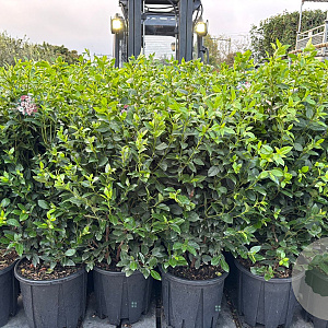 Viburnum tinus 80-100 cm 18L