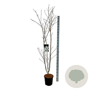 Cornus k. 'Weisse Fontaine' 150-175 cm 15L