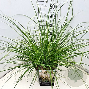 Cortaderia s. 'Pumila' 40-60 cm 4,0L