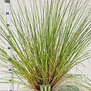 Cortaderia s. 'Pumila' 40-60 cm 4,0L