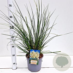 Cortaderia s. 'Sunningd. Silver' 40-60 cm 4,0L