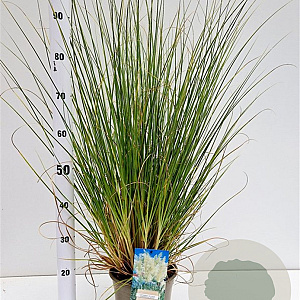 Cortaderia s. 'Sunningd. Silver' 40-60 cm 4,0L
