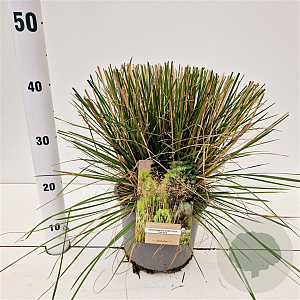 Deschampsia cesp. 'Palava' 40-60 cm 4,0L