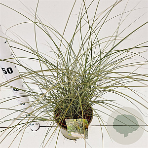 Miscanthus sin. 'Morning Light' 40-60 cm 4,0L