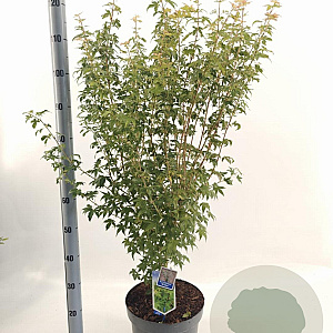 Acer pal. 'Bi-hoo' 80-100 cm 10L