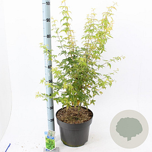 Acer pal. 'Bi-hoo' 80-100 cm 10L