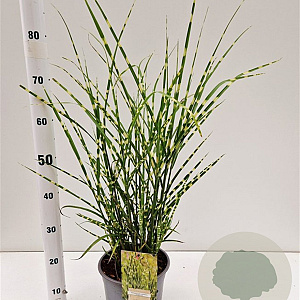 Miscanthus sin. 'Strictus' 40-60 cm 4,0L