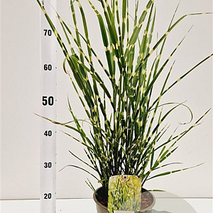 Miscanthus sin. 'Strictus' 40-60 cm 4,0L
