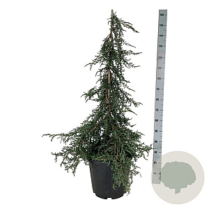 Juniperus communis 'Ristol' 100-125 cm 30L extra